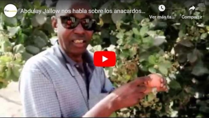 Gambia y los anacardos