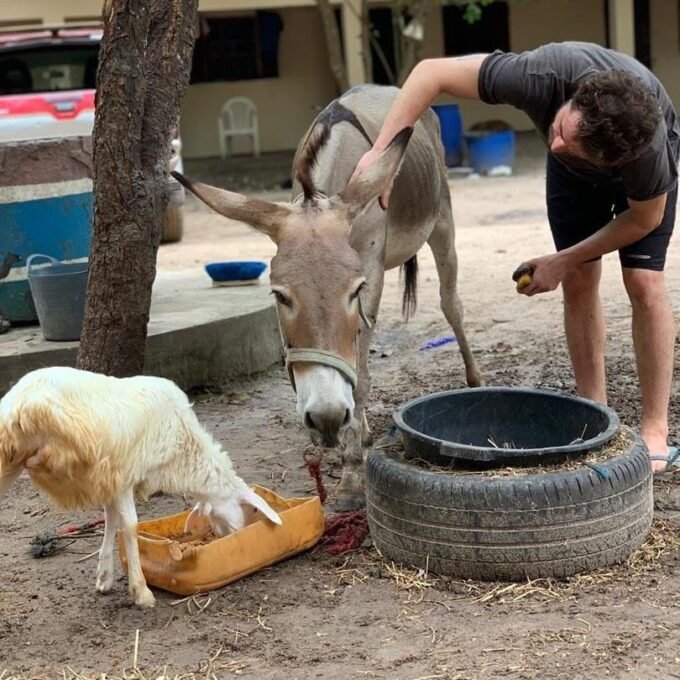 The Gambia Horse and Donkey Trust 2